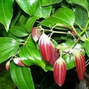 Cinnamon Leaf