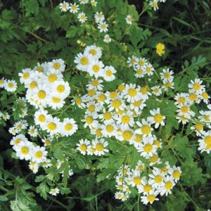 Chamomile, German (Blue)