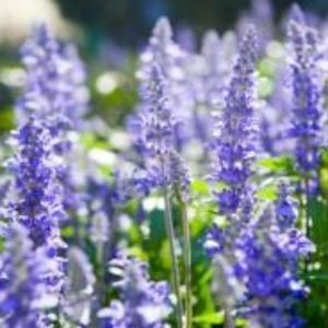 Hyssop
