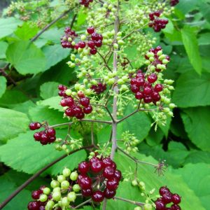 Spikenard