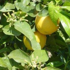 Bergamot