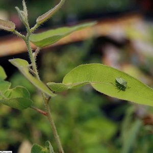 Eucalyptus citriodora (Lemon)