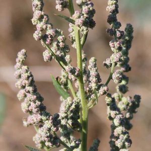 Mugwort