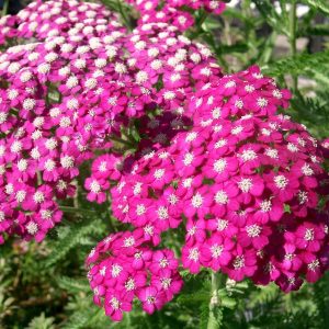 Yarrow