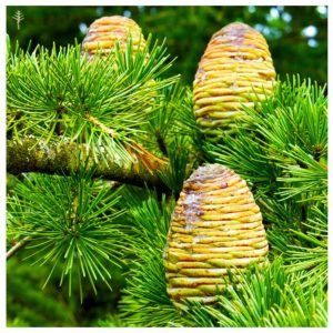 Cedarwood, Himalayan